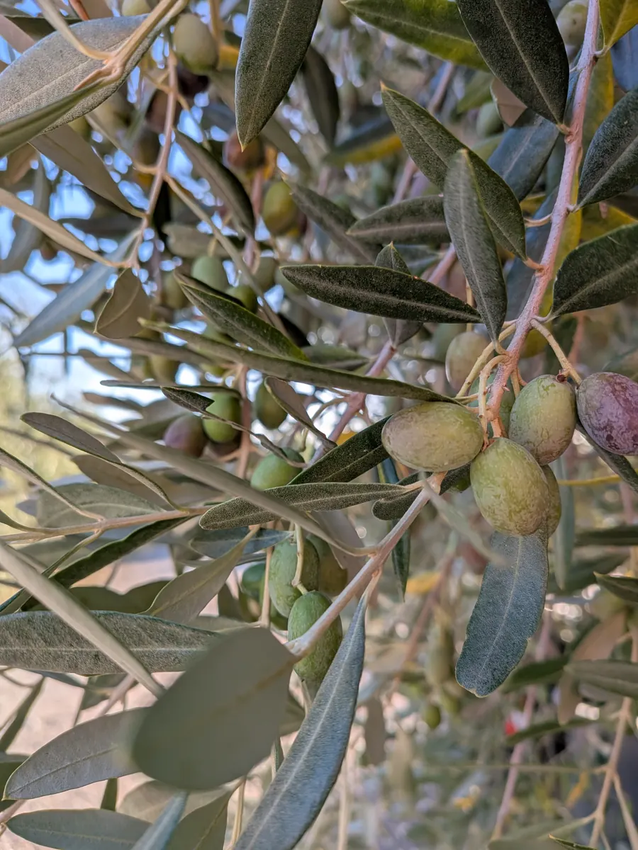 Olive sul ramo nell'oliveto del Podere
